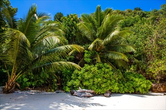 Palm trees on Petite Anse beach with granite rocks