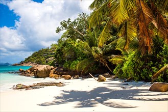 Palm trees on Petite Anse beach with granite rocks