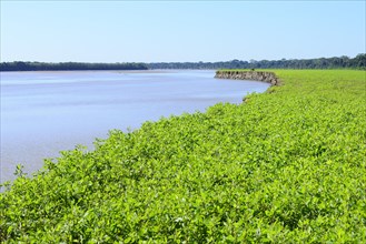 Overgrown clay bank of the Rio Alto Beni