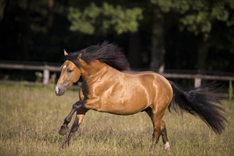 Pura Raza Espanola stallion dun with blowing mane in exuberant gallop on pasture