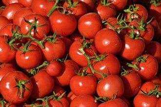 Red branch tomatoes