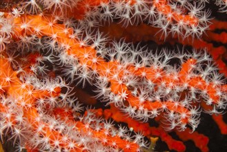 Close-up of polyps of red coral