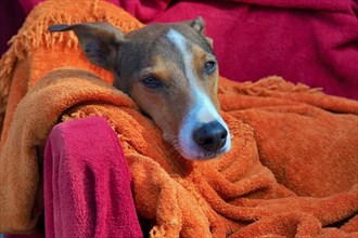 Resting male Galgo wrapped in blankets