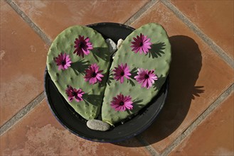 Two chumbo cacti shaped into a heart