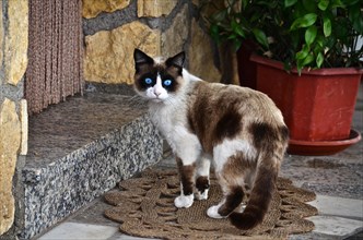 Blue-eyed mixed Siamese cat in front of house entrance