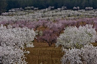 Red and white almond orchard in full bloom