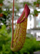 Tubular plant