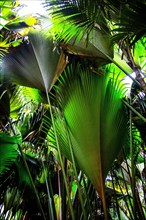 Palm groves