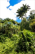 Primary forest in the Morne Seychellois National Park on the panoramic Sans Soucis Road