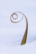 Spiral reed in the snow