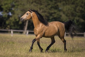 Pura Raza Espanola stallion dun happily trotting on the summer pasture