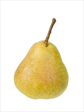 Pear variety Summer apothecary pear
