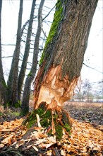 Beaver damage or gnaw marks on a tree in a small forest near a watercourse