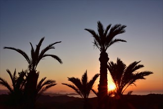 Palm trees at sunrise on the coast near San Juan de los Terreros
