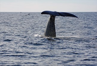 Fluke of a diving humpback whale