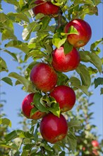 Ripe red apples on the tree