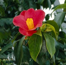 Camellia japanese camellia