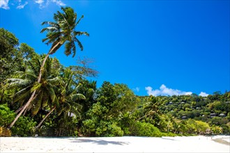 Palm trees on Petite Anse beach with granite rocks