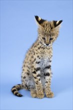 Serval