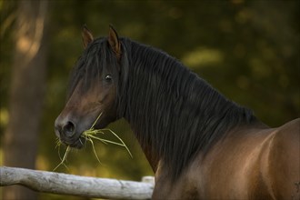 Brown Pura Raza Espanola stallion stands at the fence and looks curiously while chewing a tuft of grass