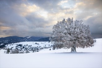 Snowy landscape with old beech tree on the Schauinsland with Hofsgrund