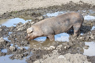 Duroc pig standing in the mud pool