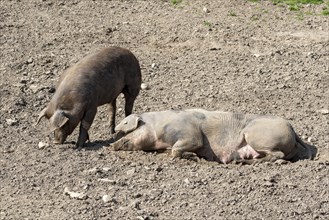 Duroc pigs lie in the dirt