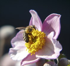 Anemone hupehensis with honey bee