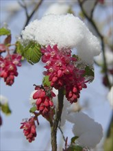 Flowering currant
