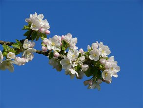 Apple blossom branch in blue sky