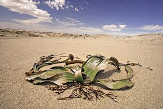 Welwitschia Plant Welwitschia mirabellis Namib Desert Namibia