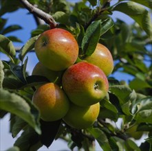 Apple branch Cox Orange
