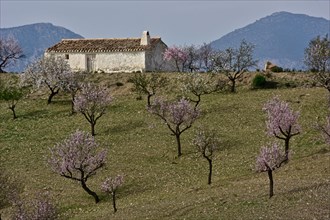 Blooming almond plantation in front of mountain hut