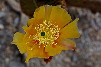 Close-up of a yellow flower of the cactus