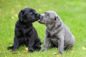Labrador domestic dog
