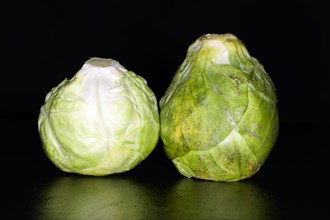 Two brussels sprout