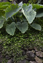 Stone wall with butterbur