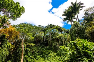 Primary forest in the Morne Seychellois National Park on the panoramic Sans Soucis Road