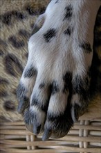 Close-up of a Dalmatian dog's paw