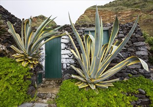 Stone facade with green house door and agave