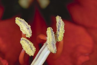 Flower pistils of a red amaryllis