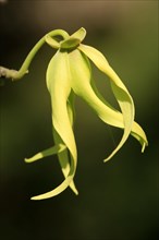 Ylang-Ylang Tree Ylang-Ylang Cananga Odorata Flower Bloom Madagascar Nosy Be