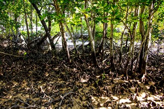 Island of the Mangroves
