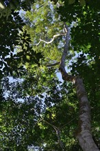 View up into the canopy of jungle trees