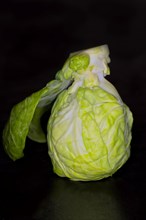 A brussels sprout