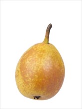 Pear variety Goldschwaenzchen