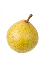 Pear variety Lemon pear