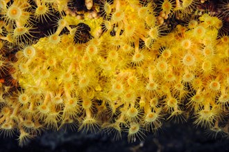Close-up of polyps of yellow cluster anemones