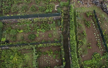Vegetable garden in Rocha da Relva