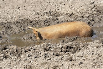 Duroc pig rolling in the mud